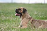 CANE CORSO 1334